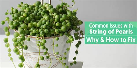 Common Problems of String of Pearls and How To Fix Them